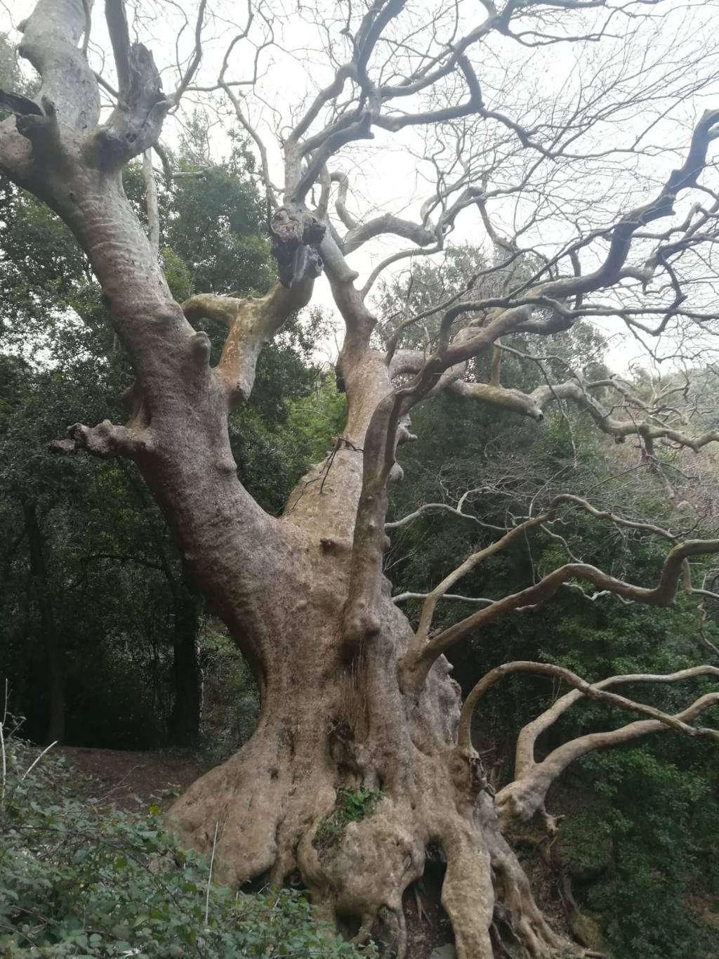 Platano di Curinga (CZ) : Platanus orientalis